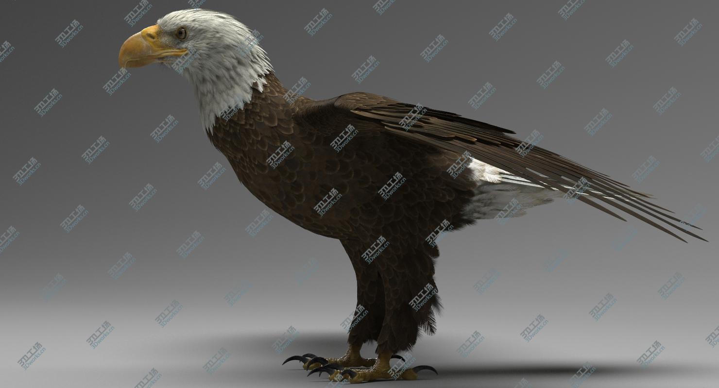 images/goods_img/202104094/3D model American Bald Eagle/3.jpg